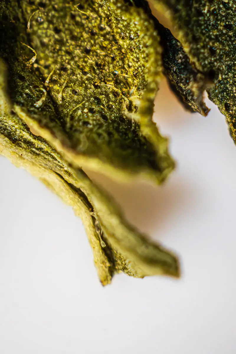 macro shot of oregano on a white background