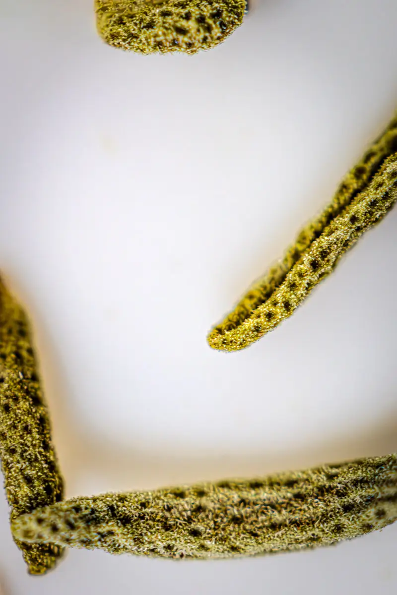 macro shot of thyme on a white background