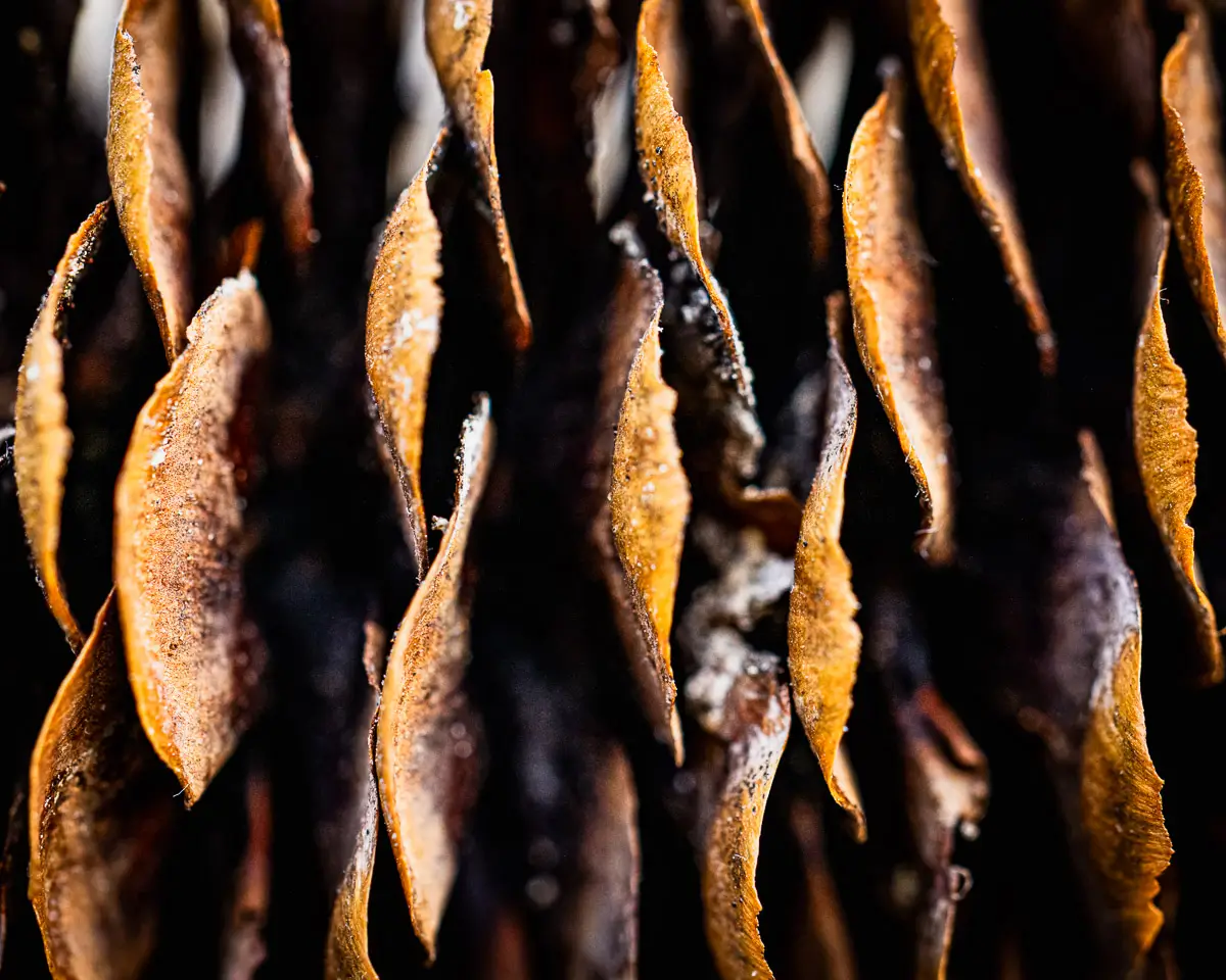 macro, close up of a pine cone