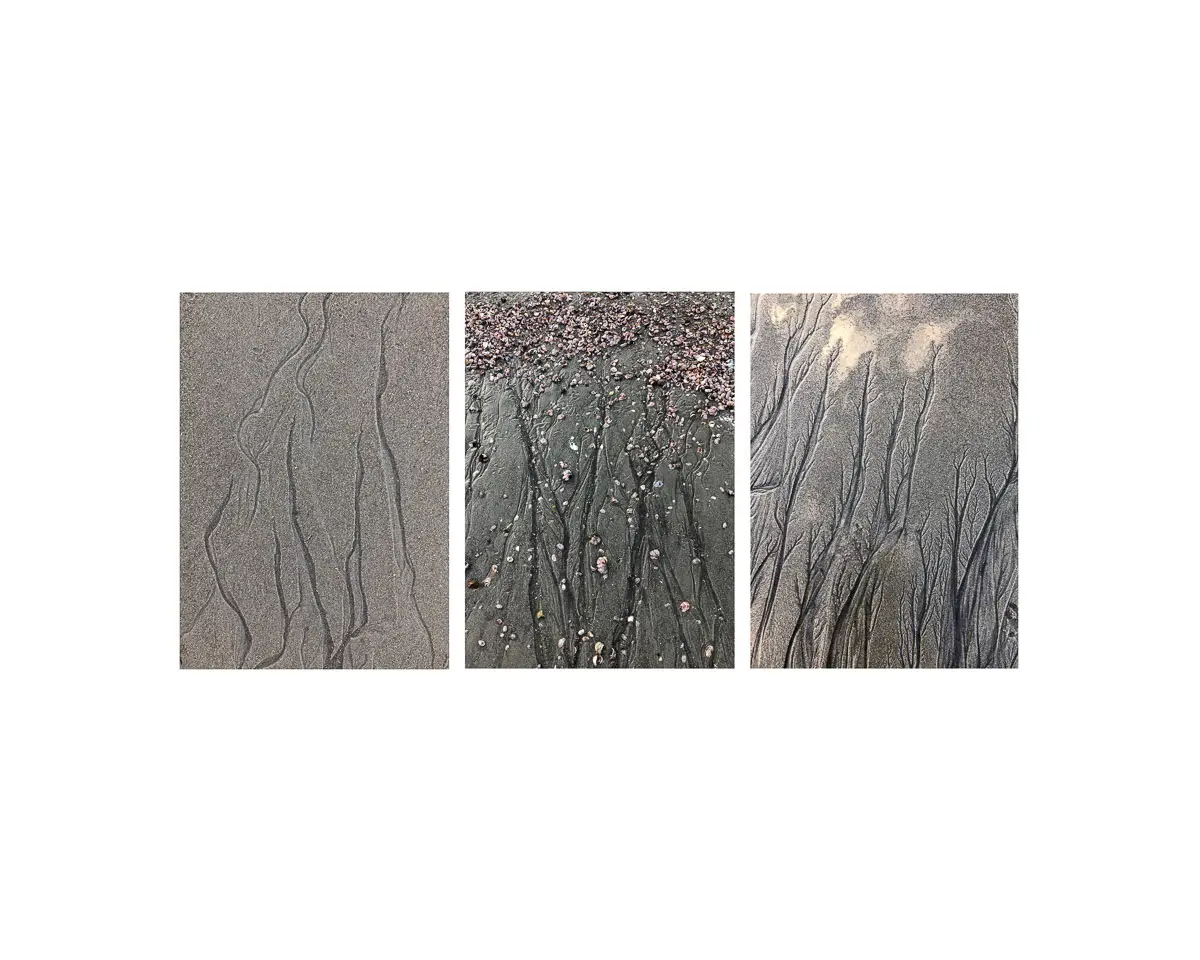 triptych, each photo is a pattern in the sand made by water flowing. Each looks like a tree etching 