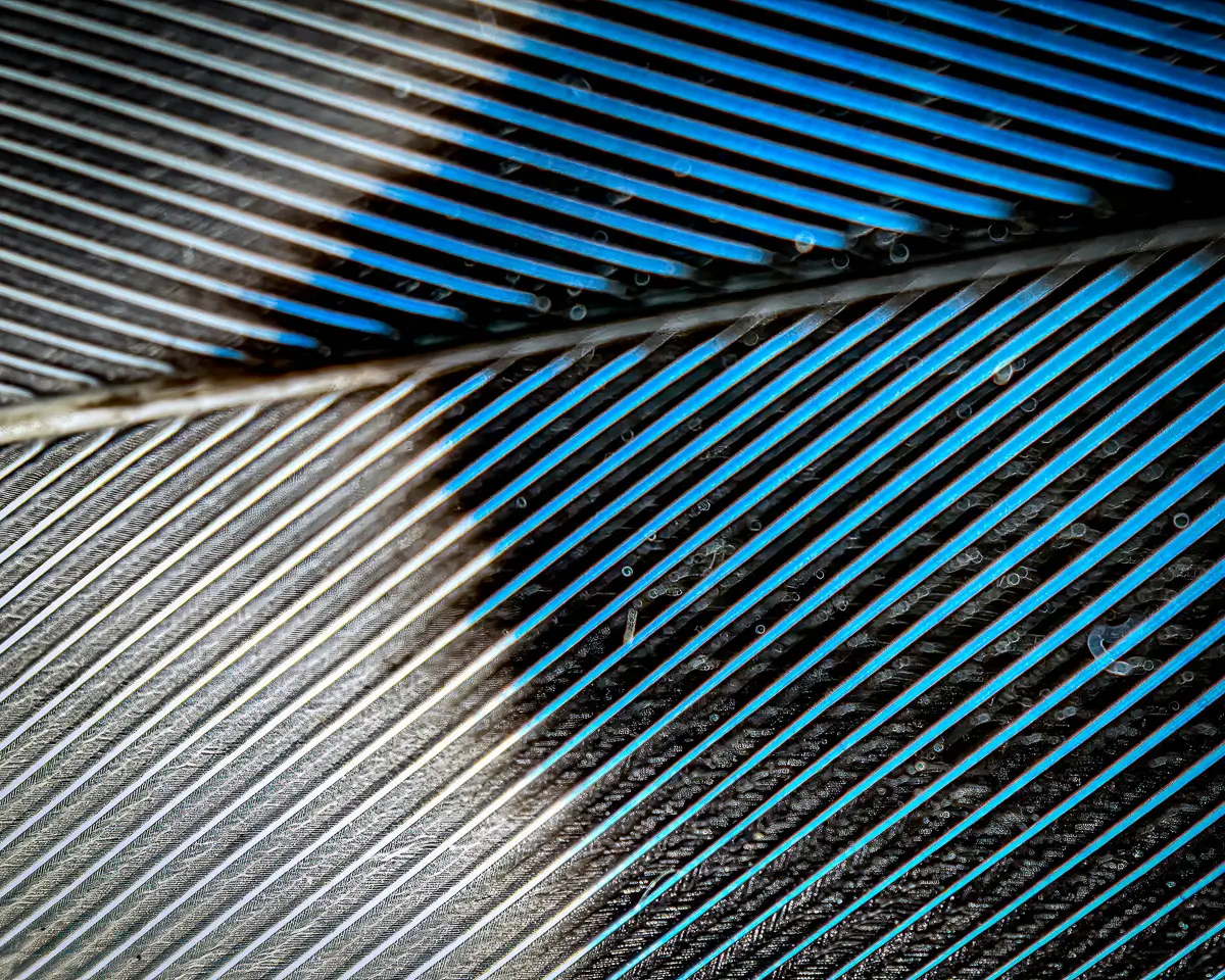macro of a bird feather in white and blue