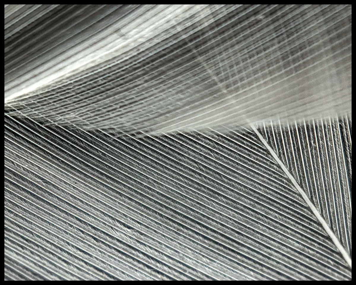 macro of a bird feather in white and blue