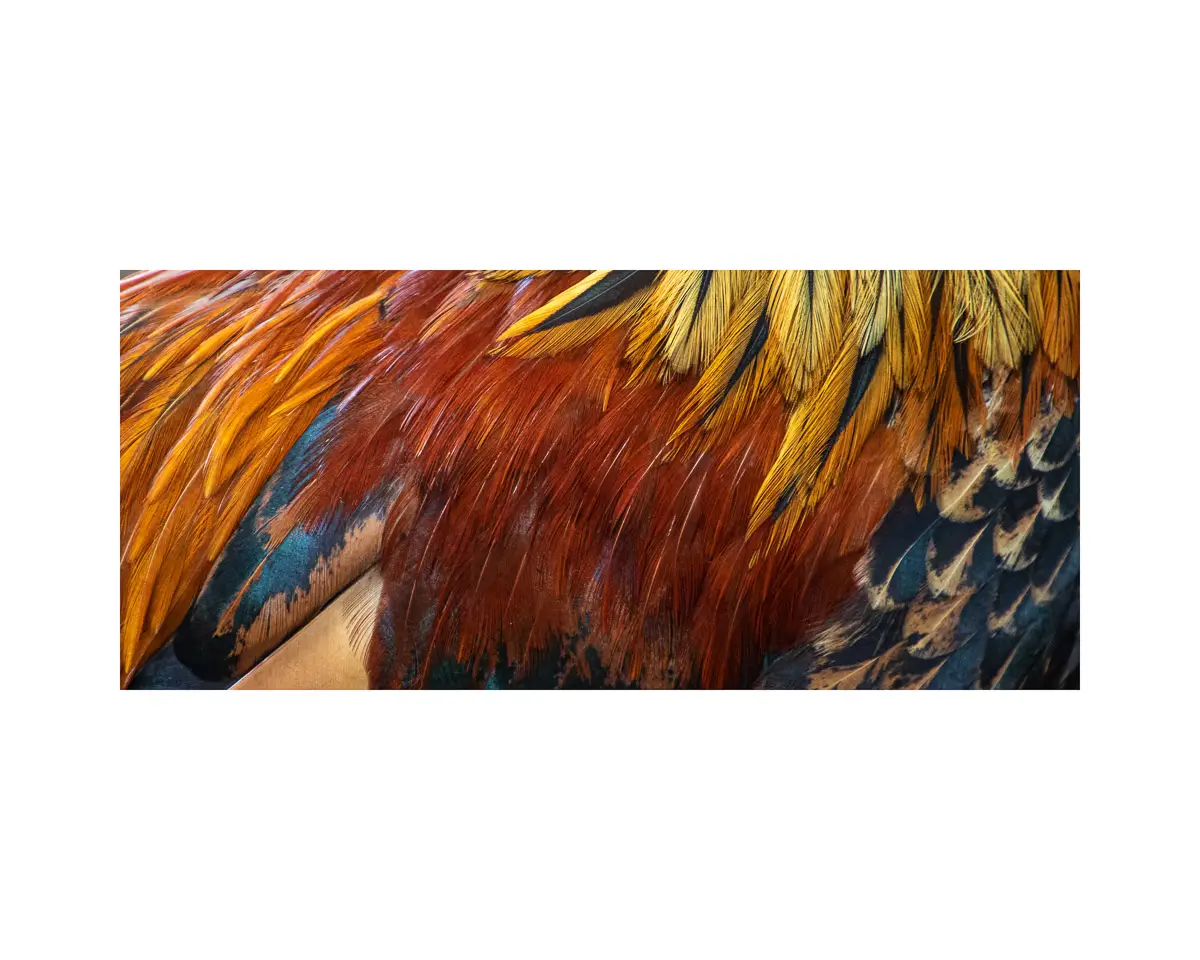 close up of a rooster showing colorful feathers only