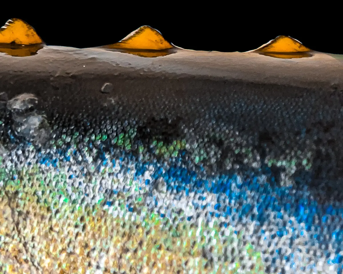 macro of a fish scales