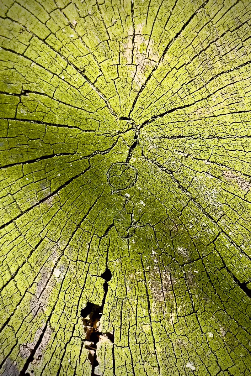 close up of tree stump covered in green with wonderful abstract crack pattern