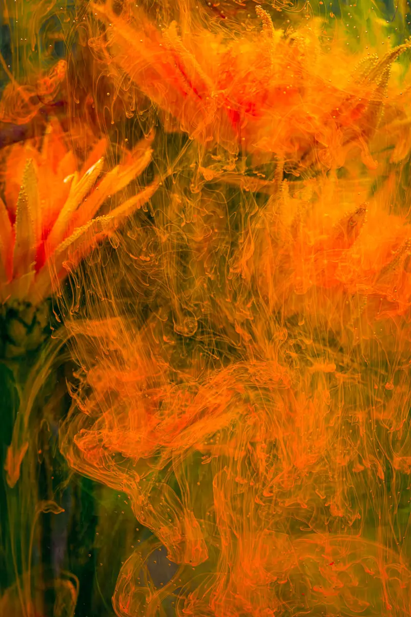 submerged series with  botanicals, water and ink. : orange reverie