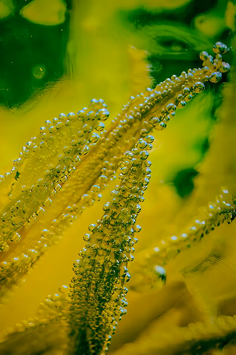 submerged series with botanicals, water and ink.: pearled perimeter, water drop lined petals