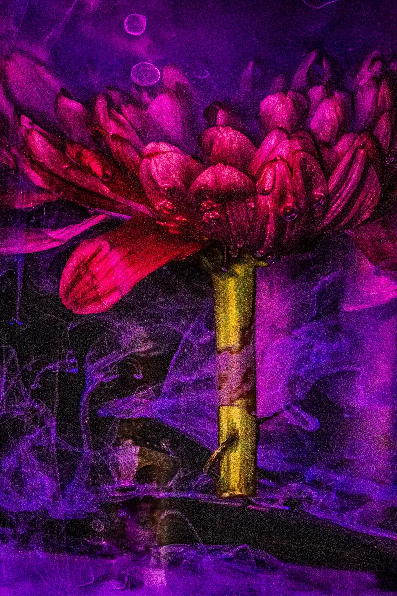 submerged series with water, botanicals and ink: Alchemists Garden, pink and purple, looks like a painting