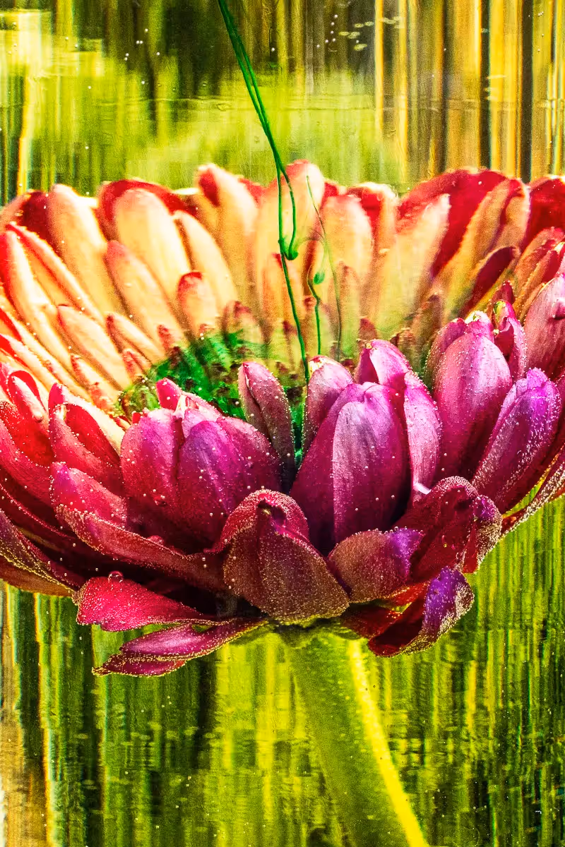 Submerged Series with water, botanicals/flowers and ink: Morning dew, pink and green