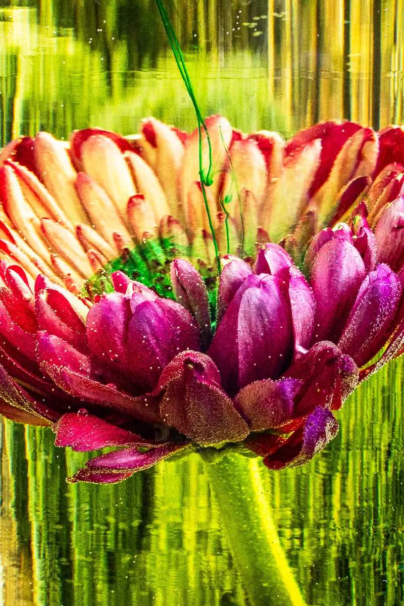 Submerged Series with water, botanicals/flowers and ink: Morning dew, pink and green