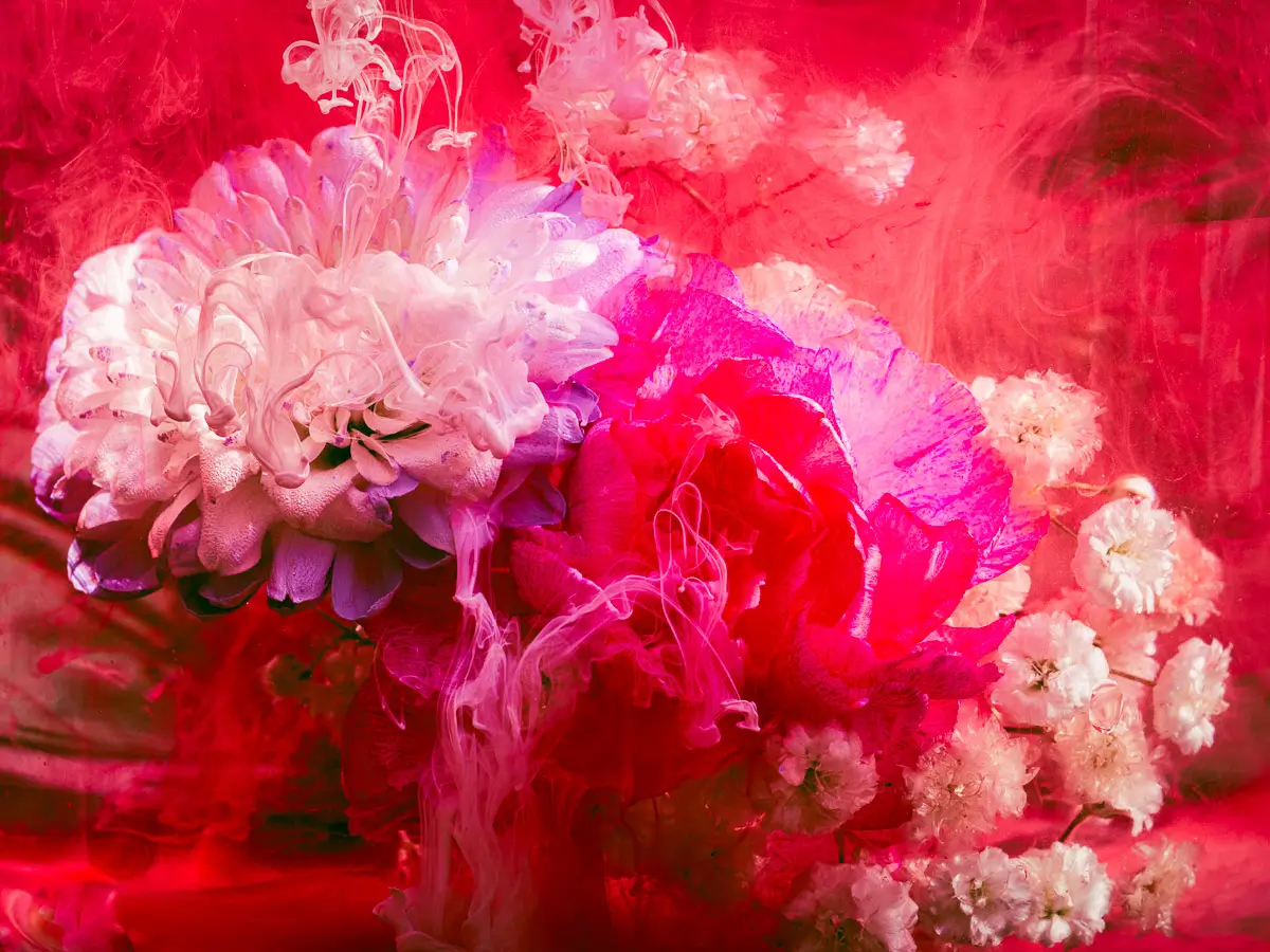 Submerged Series with water, botanicals/flowers and ink: crimson Whitspers with red and pink