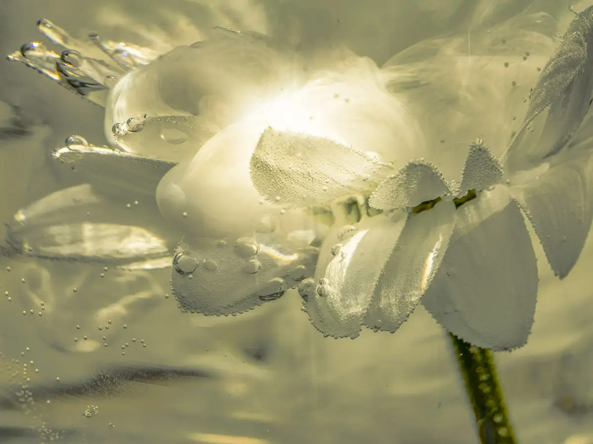 Submerged Series with water, botanicals/flowers and ink: Effervescent Bloom in black and white
