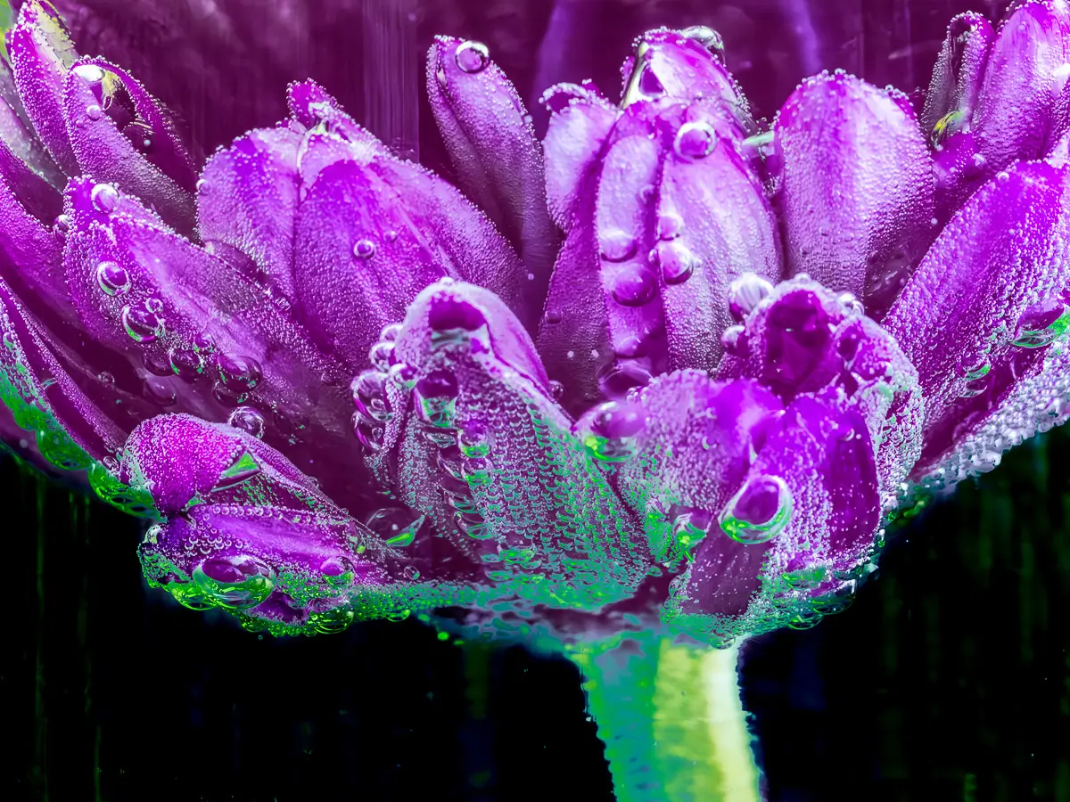 Submerged Series with water, botanicals/flowers: Bejeweled purple flower showing water bubbles