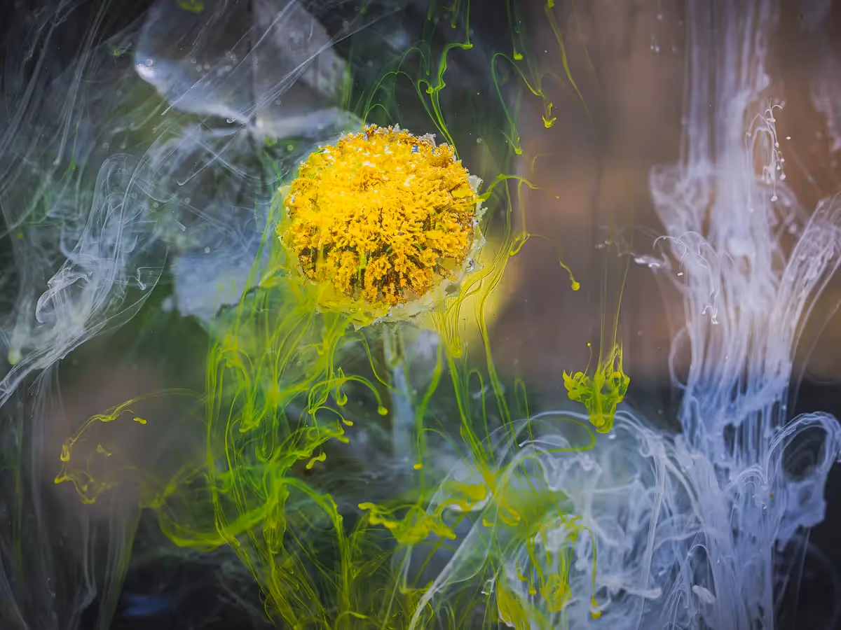 Submerged Series with water, botanicals/flowers and ink: Lumina Flora yellow flower with white and green swilrs