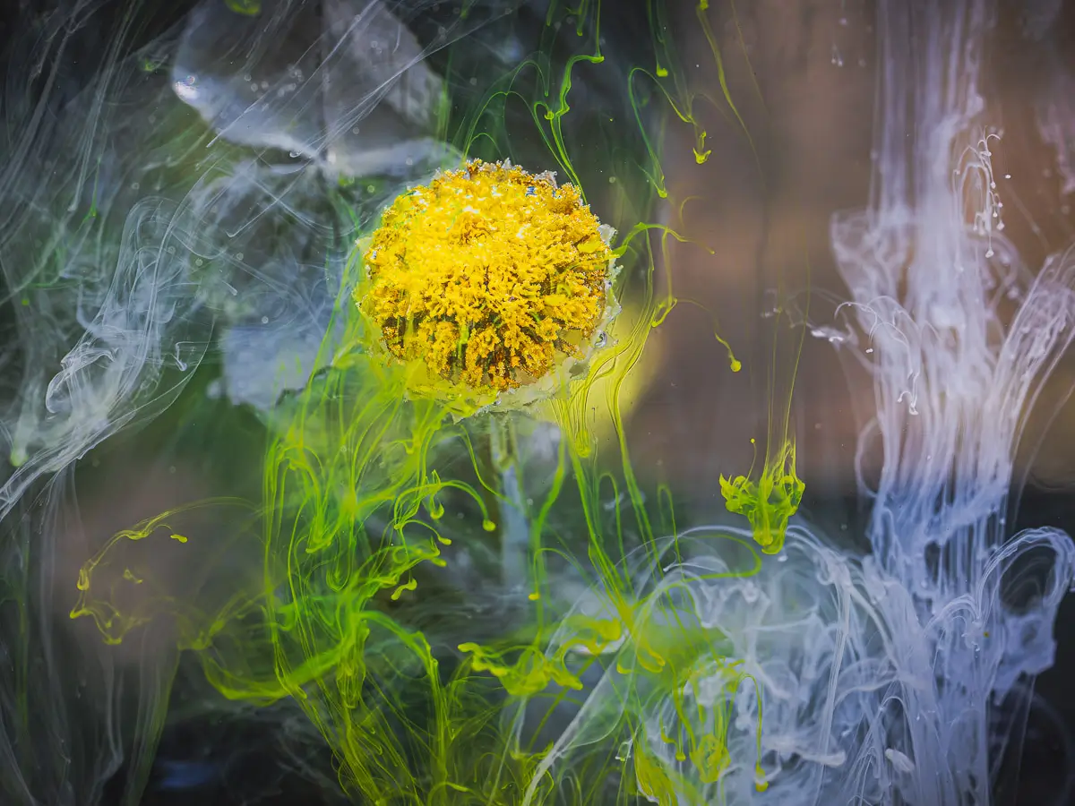 Submerged Series with water, botanicals/flowers and ink: Lumina Flora yellow flower with white and green swilrs