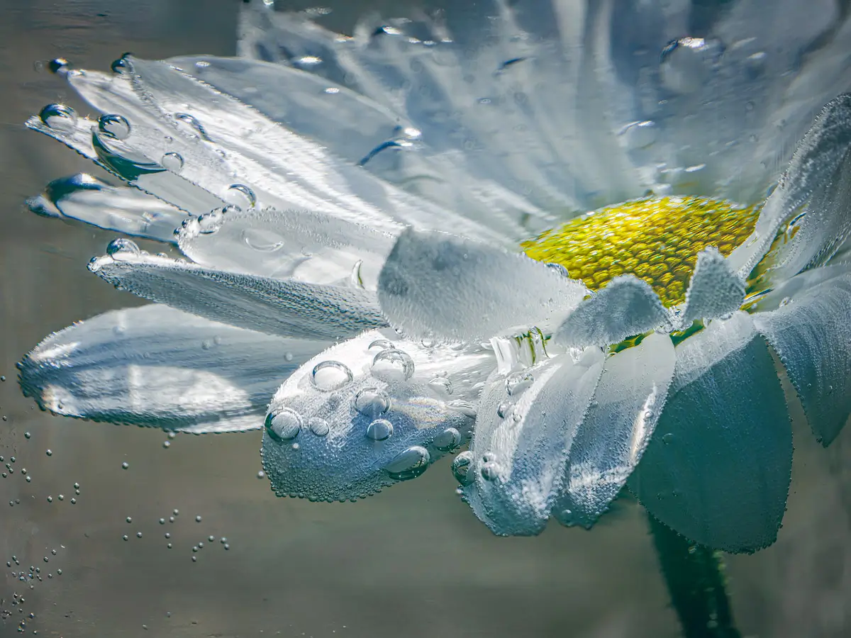 Submerged Series with water, botanicals/flowers: Silent Drops, white flower with yellow center showing water bubbles