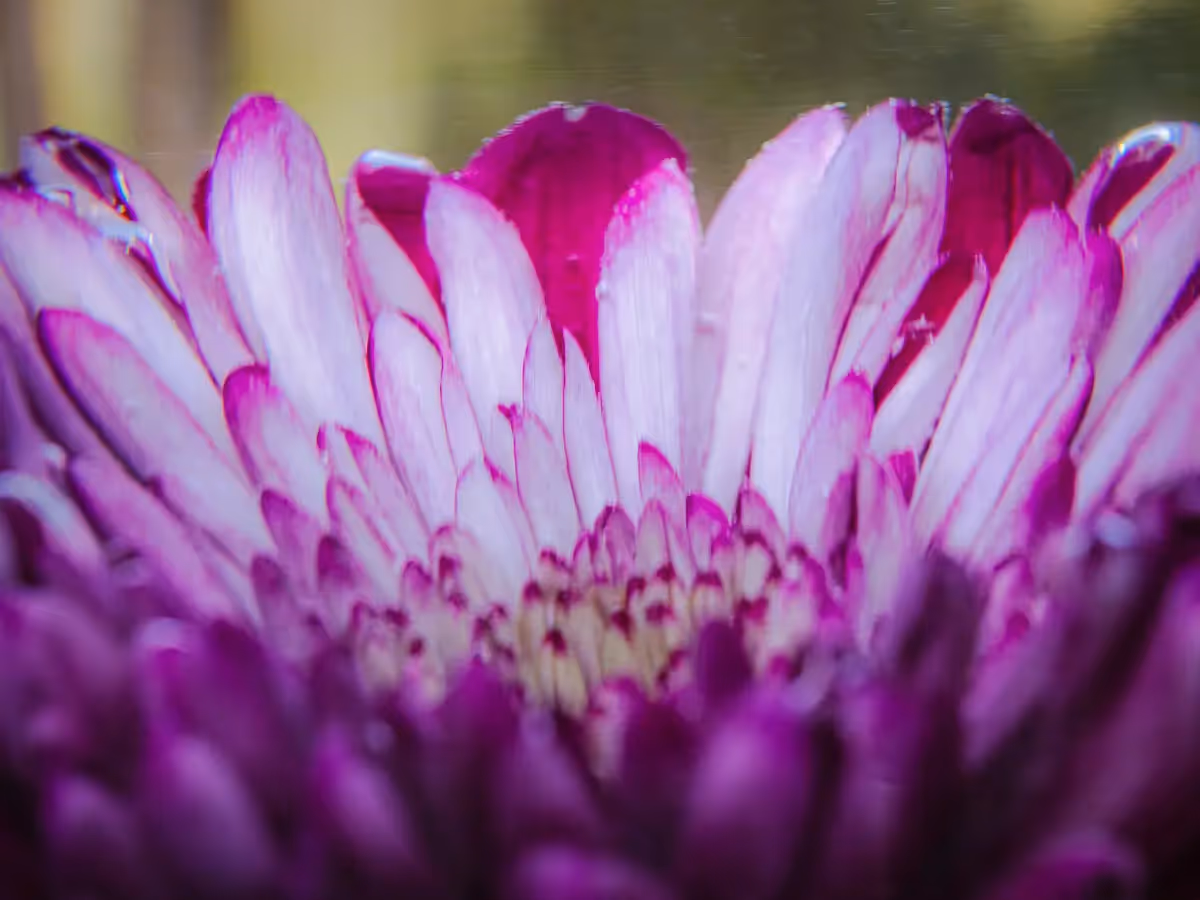 Submerged Series with water, botanicals/flowers: purple flower blurred underwater