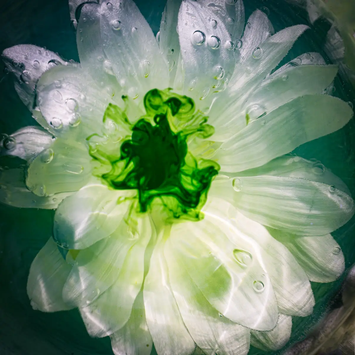 Submerged Series with water, botanicals/flowers and ink: white flower with green ink, top view