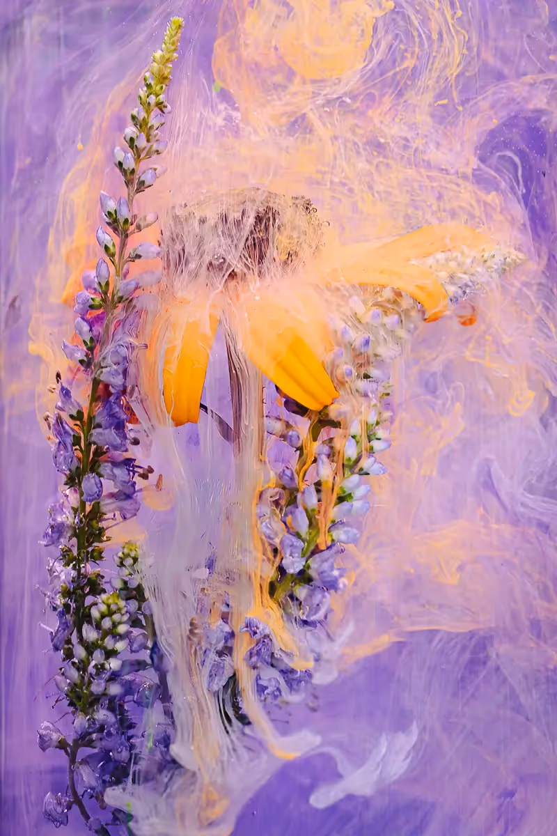 Submerged Series with water, botanicals/flowers and ink: Yellow flower next to white stalk, swirled with gentle purple. yellow and white