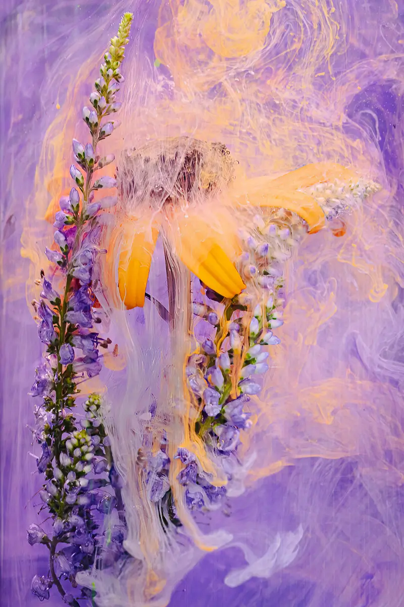 Submerged Series with water, botanicals/flowers and ink: Yellow flower next to white stalk, swirled with gentle purple. yellow and white