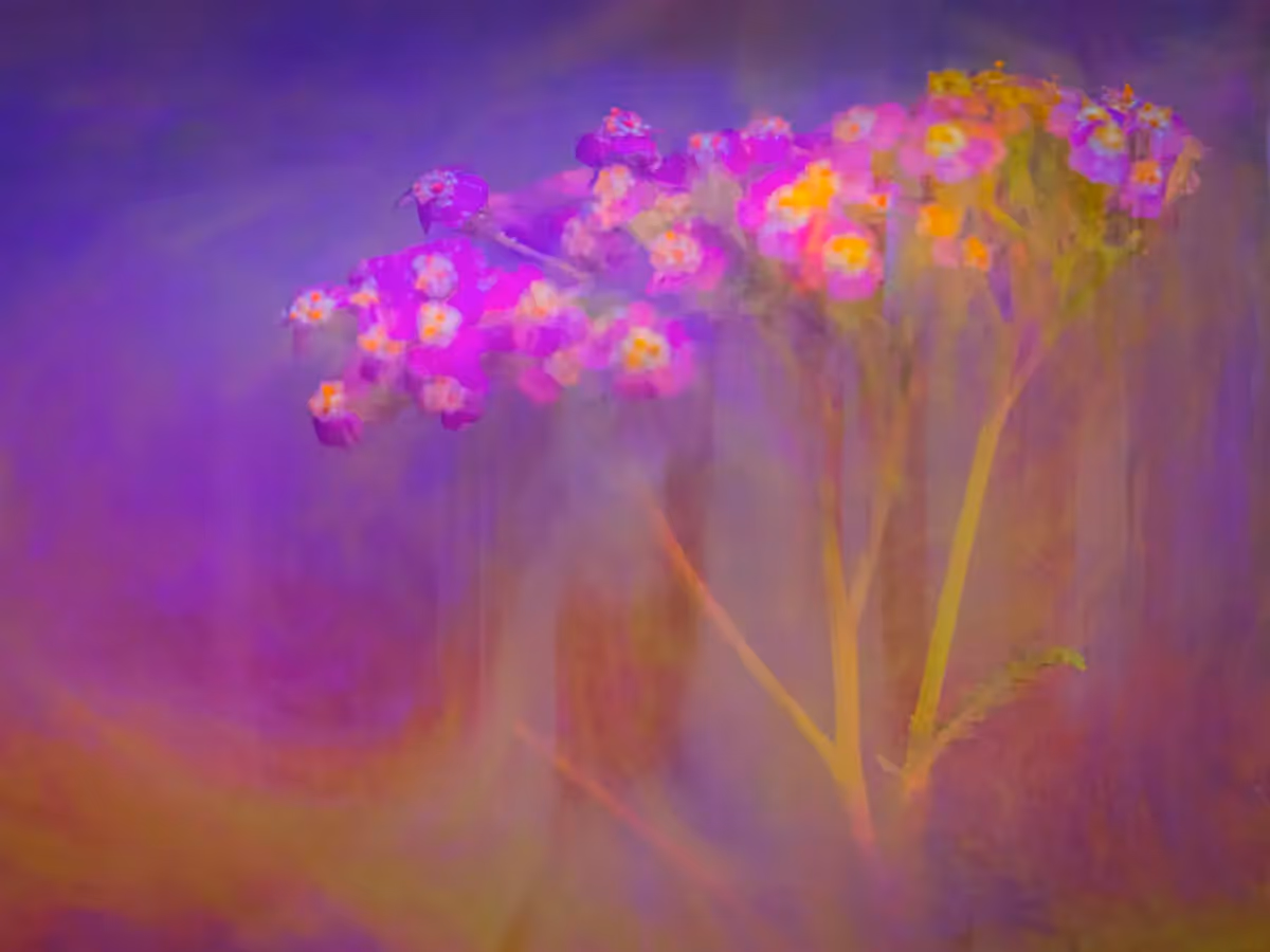 Submerged Series with water, botanicals/flowers and ink: Soft emmersion, romantic feeling with soft colors surrounding gentle floral blooms