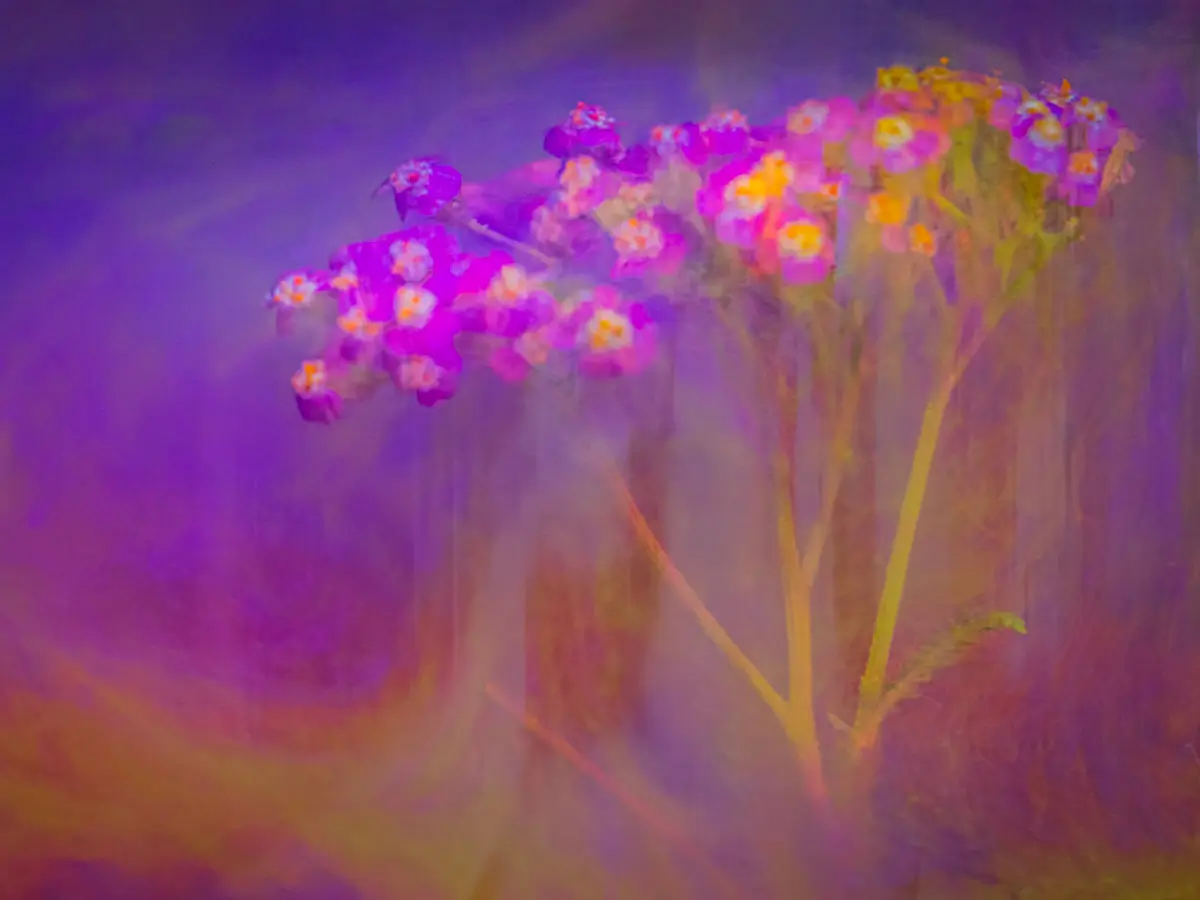 Submerged Series with water, botanicals/flowers and ink: Soft emmersion, romantic feeling with soft colors surrounding gentle floral blooms
