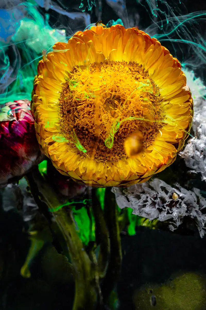 Submerged Series with water, botanicals/flowers and ink: Golden Promise, flower wide open