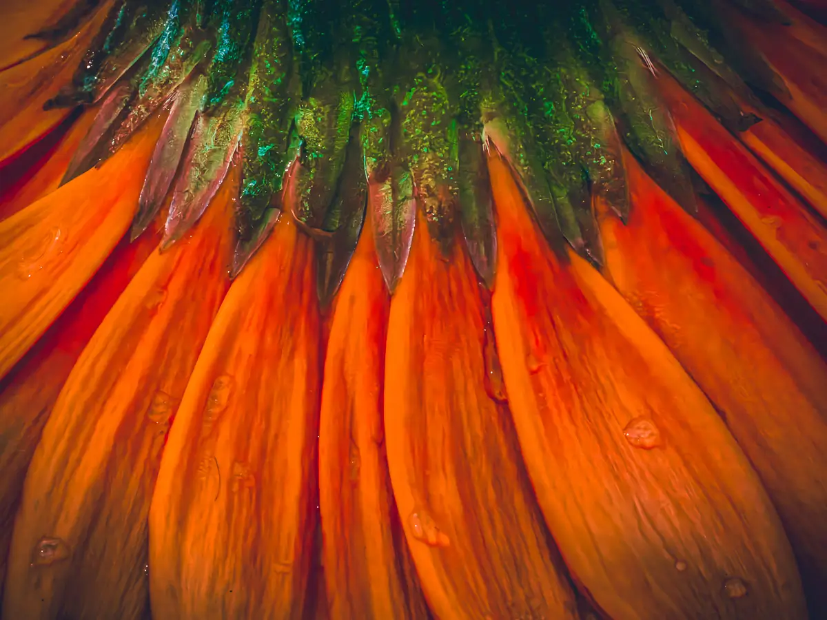 Submerged Series with water, botanicals/flowers: Orange pedals adorned with water drops