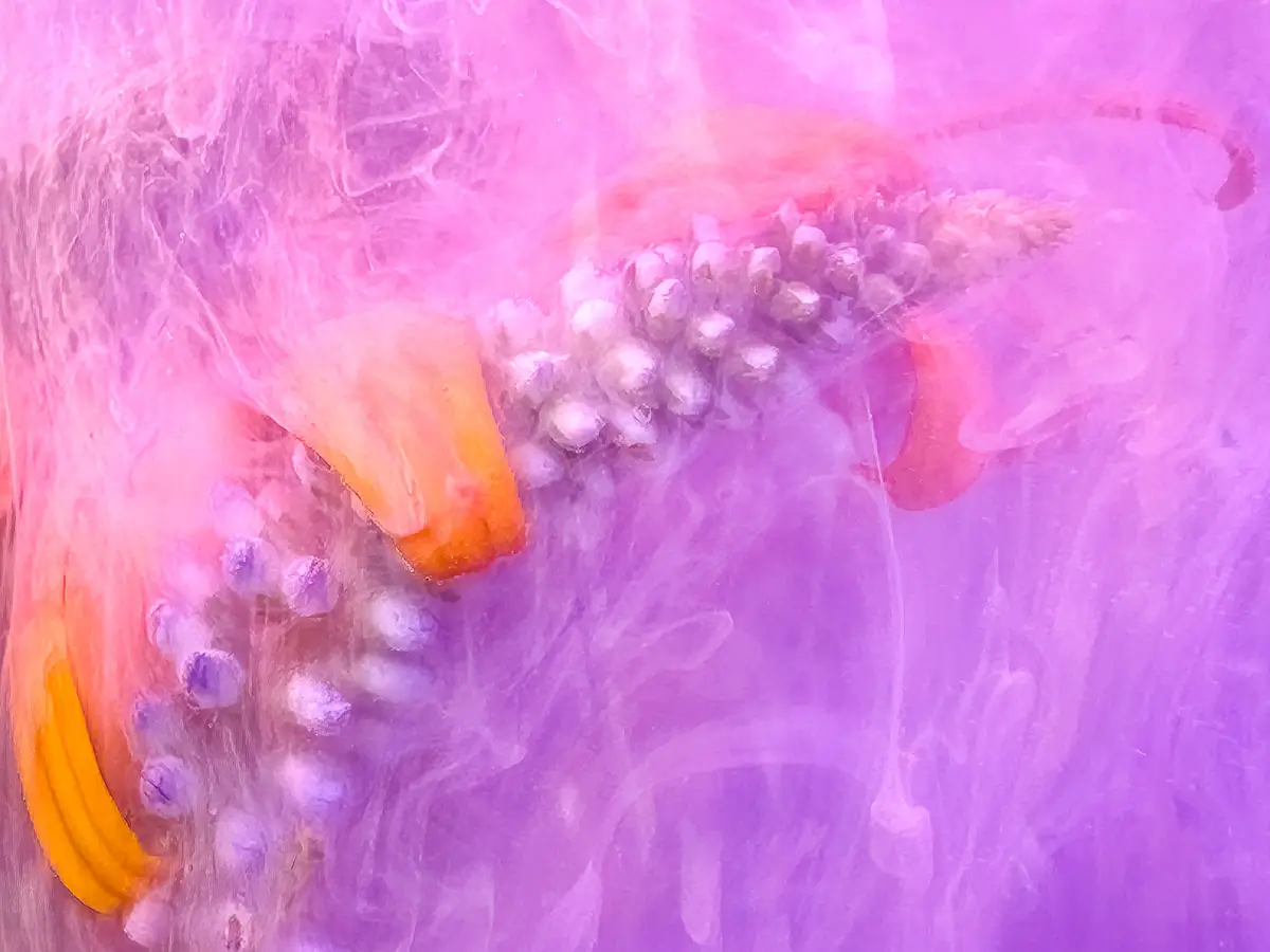 Submerged Series with water, botanicals/flowers and ink: partial bloom hugging a stalk of white flowers drifting in a white and purple cloud
