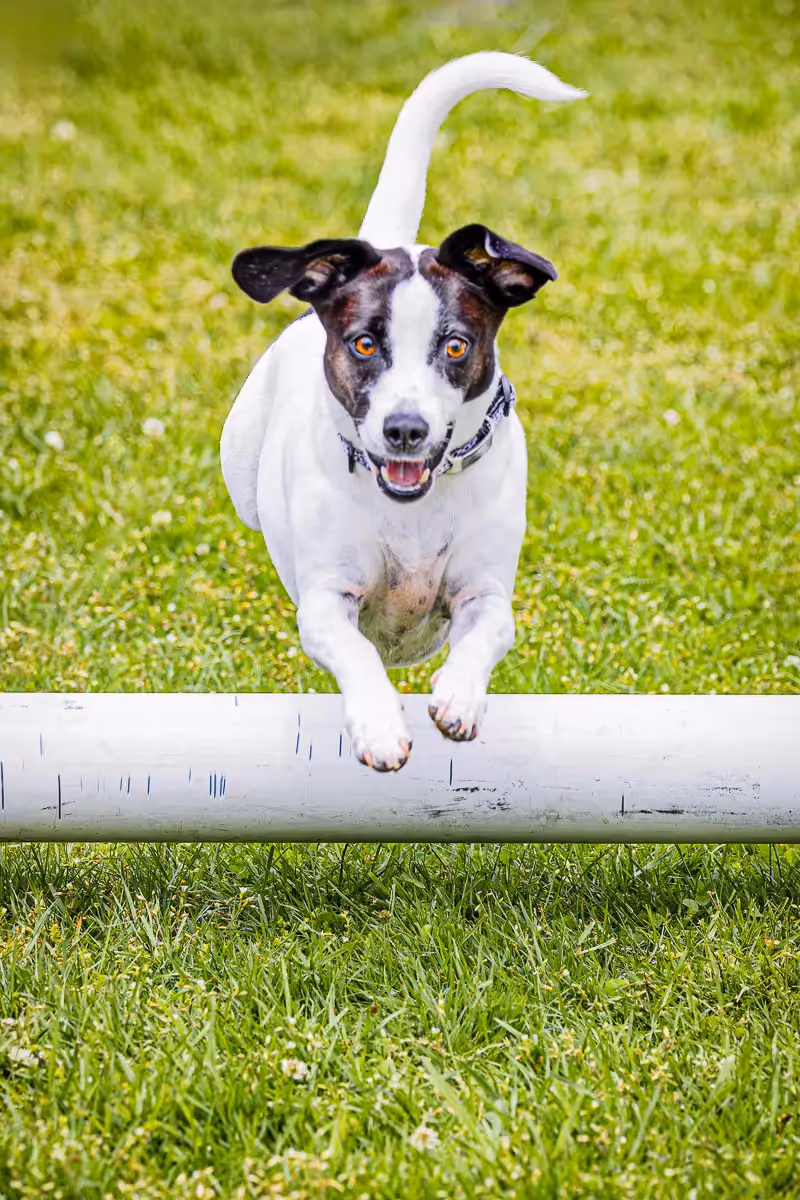 Westport CT dog festival: dog jumping over pole