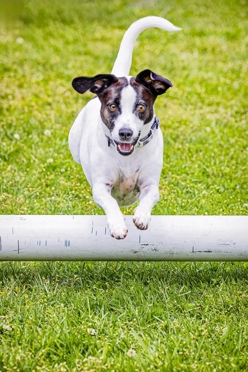 Westport CT dog festival: dog jumping over pole