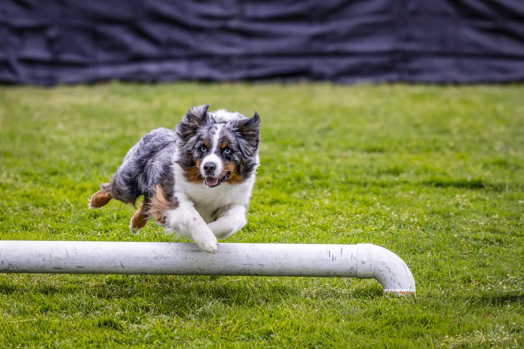 Westport CT dog festival: dog jumping over pole