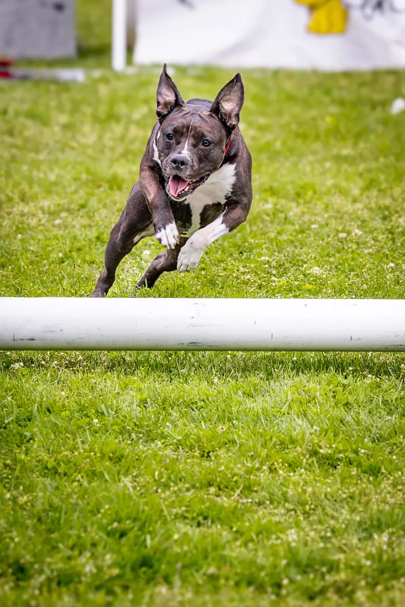 Westport CT dog festival: dog jumping over pole