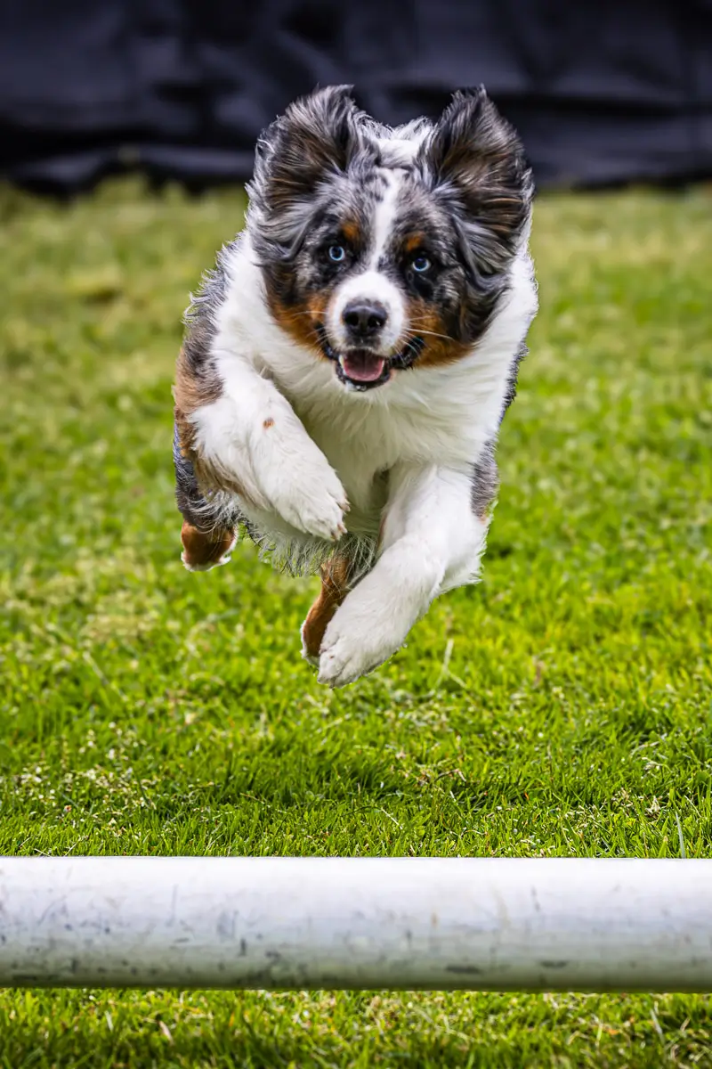 Westport CT dog festival: dog jumping over pole