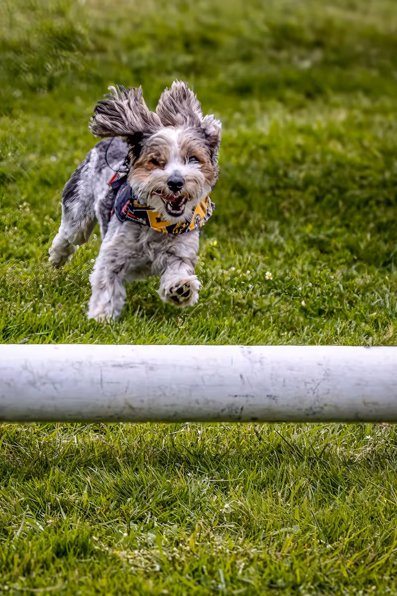 Westport CT dog festival: dog jumping over pole
