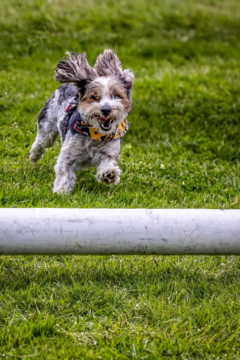 Westport CT dog festival: dog jumping over pole