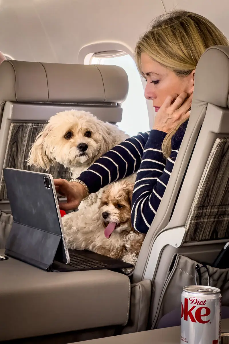 Dog and owner look alike on airplane