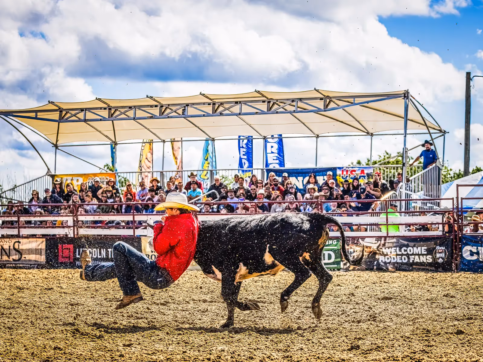 Goshen NY Rodeo: cow wrestling