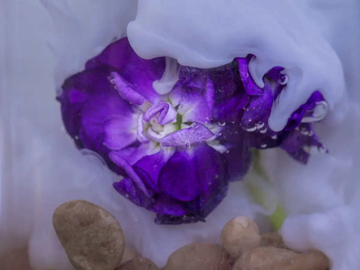 Submerged Series with water, botanicals/flowers:  purple flower in white swilr
