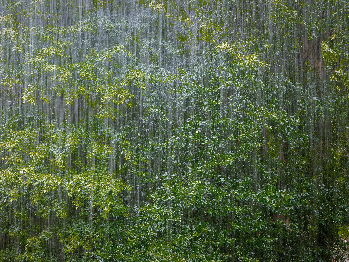 pouring rain streaked in front of green trees