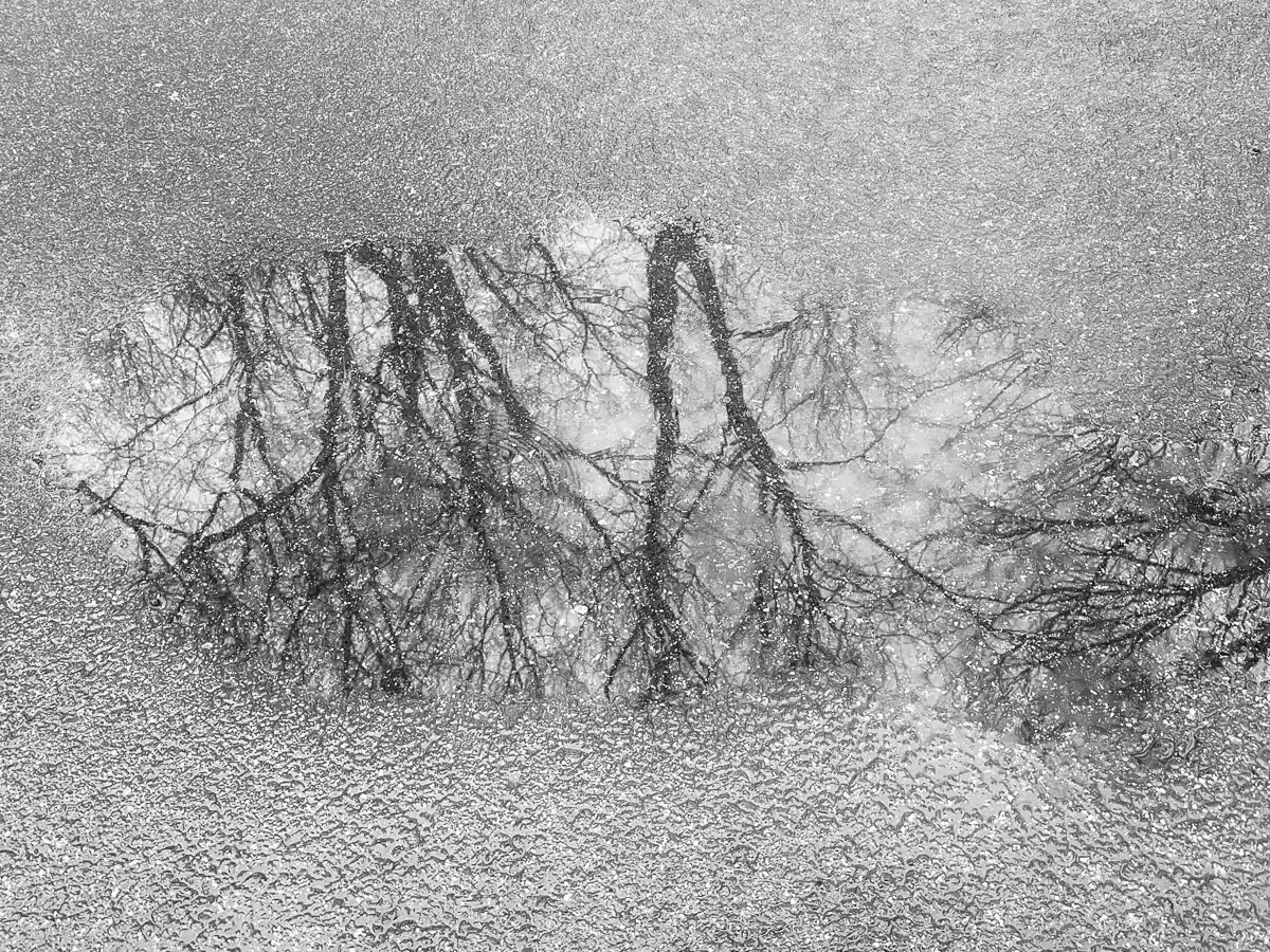 upside down reflection of trees in a puddle on the road in black and white