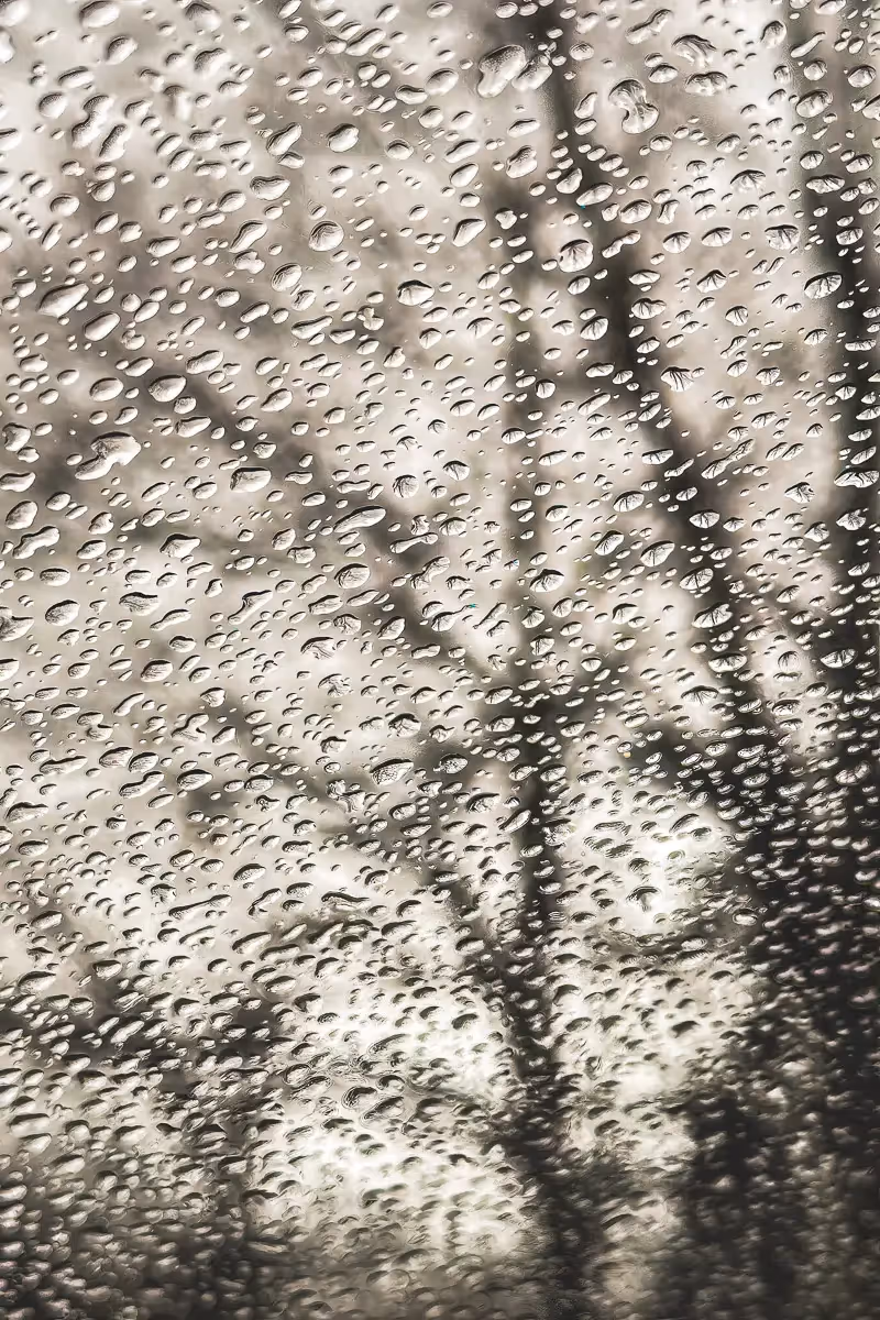 water droplets on a car windshield with a reflection of leafless tree branches