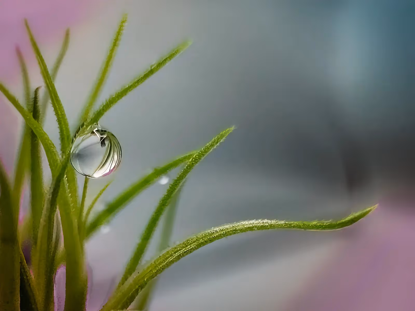 A droplet of water gently balancing on a sprig of a plant