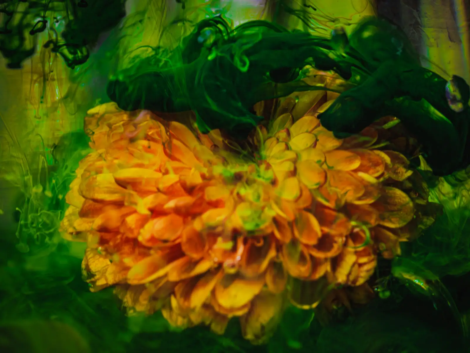 Submerged Series with water, botanicals/flowers:  yellow flower with green ink swirl