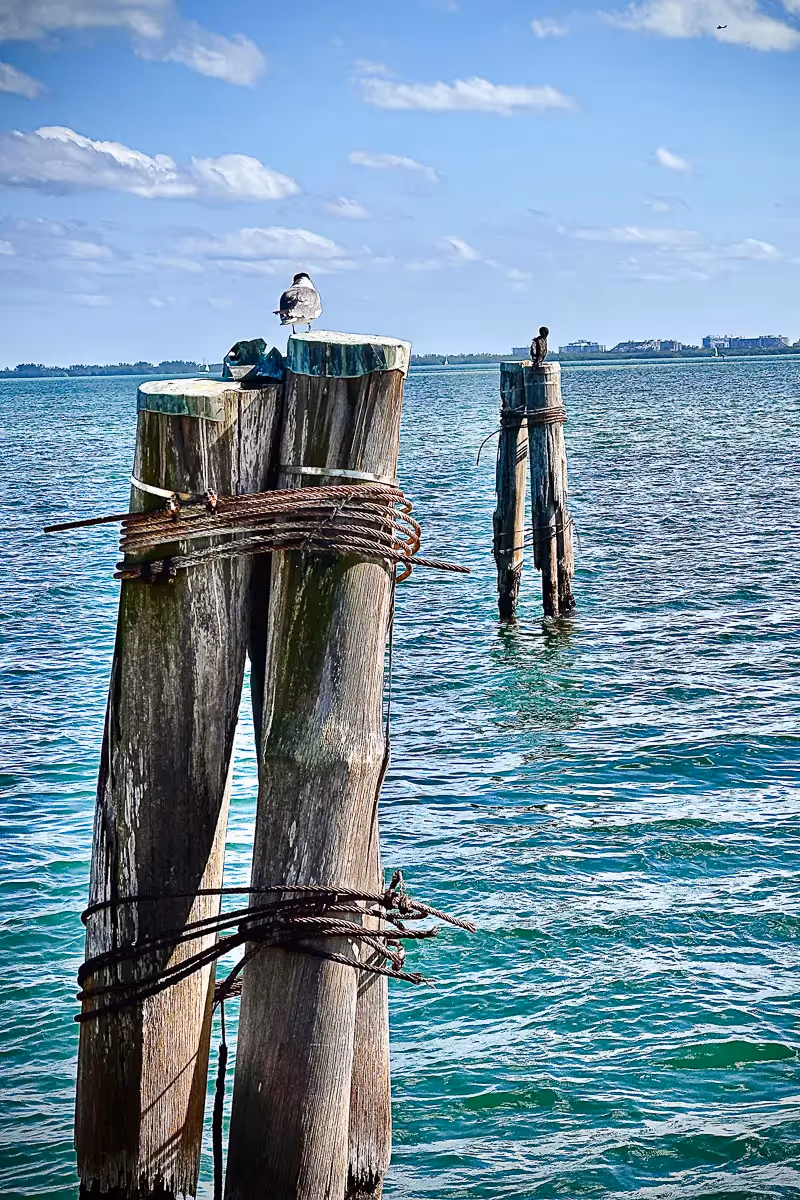 birds resting on a posts in the water in Miami