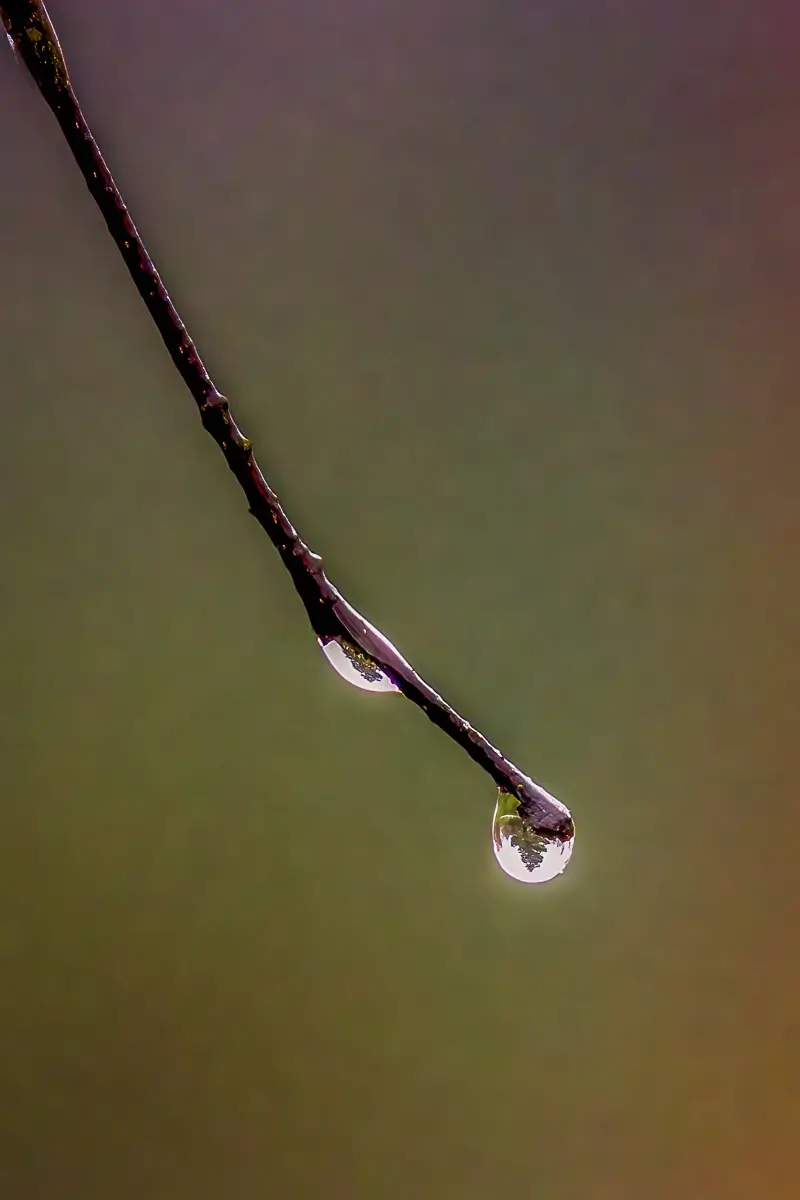 Water drips of a small bare branch: a reflection of a leaf is seen in the drop