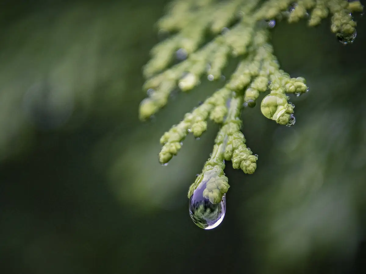 Water drips of a small branch: a reflection of a leaf is seen in the drop