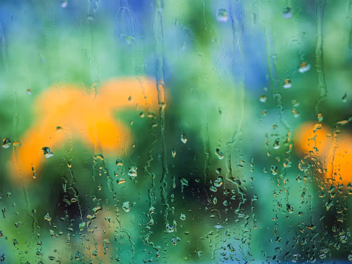 looking through a rain covered window at blurred yellow flowers