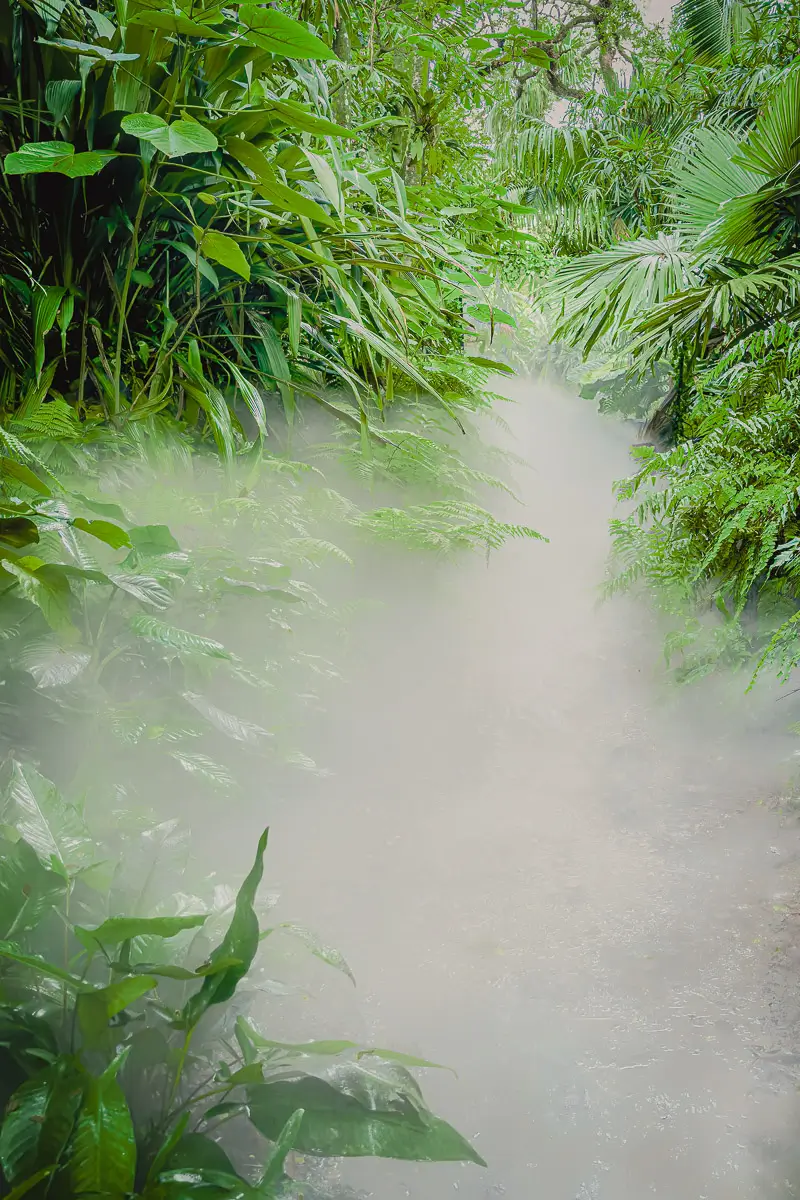 Fairchild Botanical Garden, Miami FL: mist filling the path through lush, green plants