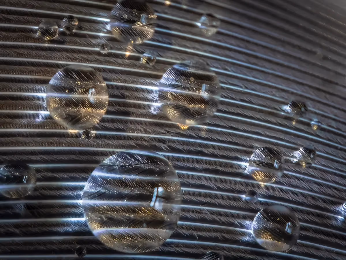 macro, abstract of a bird feather with water drops, distorting some of the veins in the feather